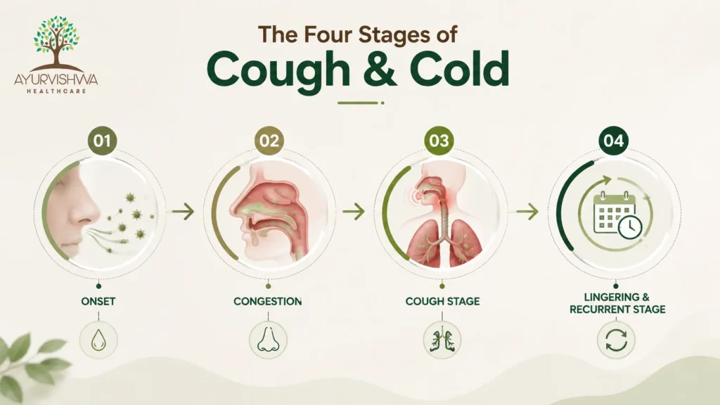 Medical infographic illustrating the four stages of cough and cold—from onset and nasal congestion to cough and recurrent symptoms—highlighting the progression of respiratory illness and supporting awareness of ayurvedic treatment for cough and cold, ayurvedic medicine for cough and cold, cough and cold treatment in Ayurveda, and ayurvedic treatment for dry cough.